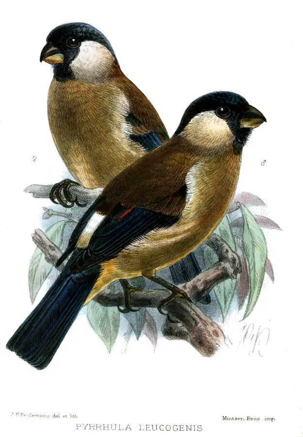 File:PyrrhulaLeucogenisKeulemans.jpg