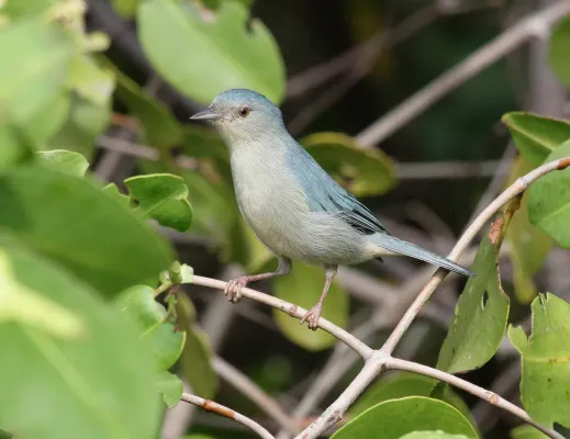File:Bicolored Conebill (Conirostrum bicolor).jpg