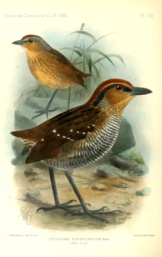 File:PittasomaRufopileatumKeulemans.jpg