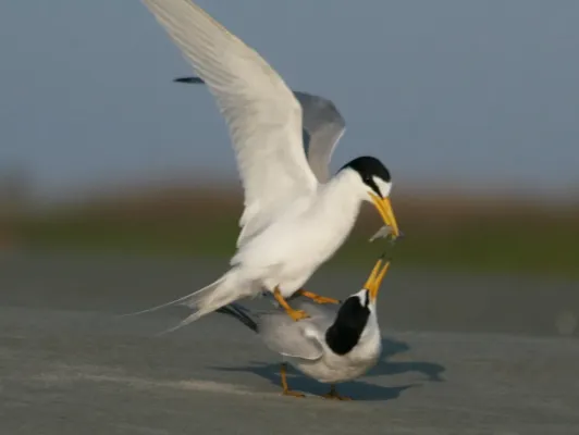 File:Least Tern (Sternula antillarum) RWD3.jpg
