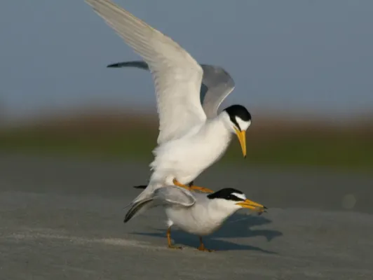 File:Least Tern (Sternula antillarum) RWD4.jpg