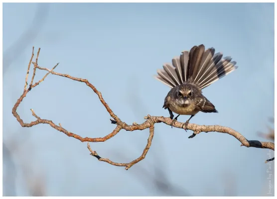 File:Mangrove fantail, Rhipidura phasiana.jpg