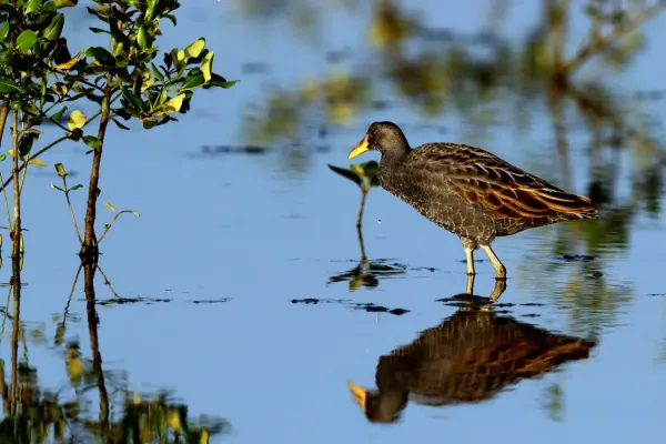 File:Watercock, Gallicrex cinerea.jpg