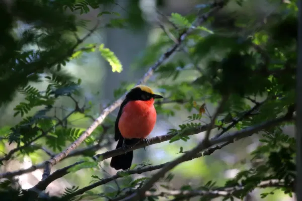 File:Yellow-crowned gonolek, Laniarius barbarus.jpg