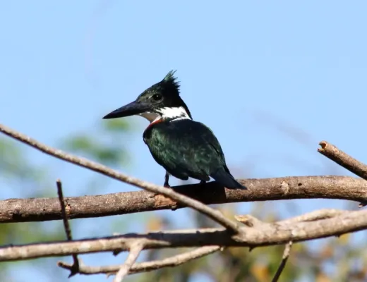File:Green kingfisher, Chloroceryle americana.jpg