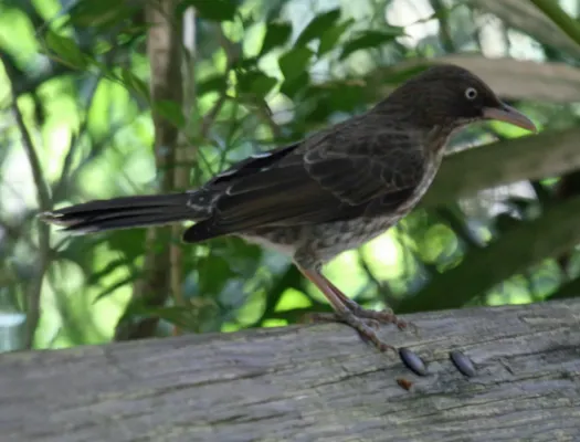 File:Pearly-eyed Thrasher (Margarops fuscatus) RWD4.jpg