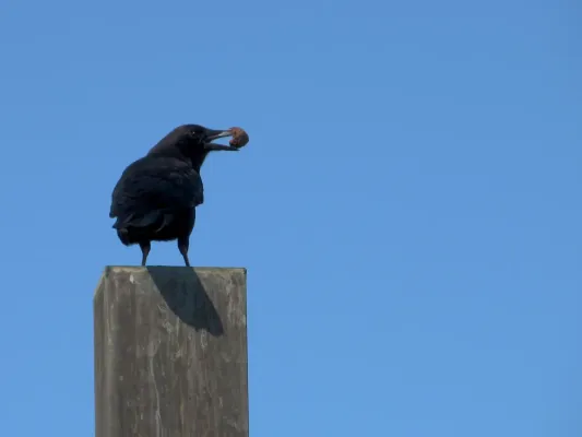 File:Corvus brachyrhynchos, 2021-10-18, Castle Shannon.jpg