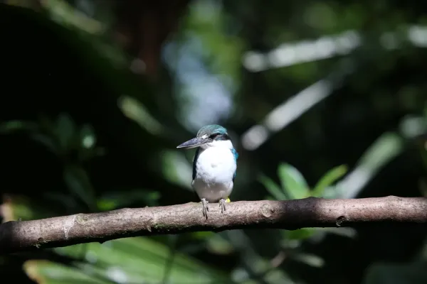 File:Todiramphus chloris, collared kingfisher.jpg