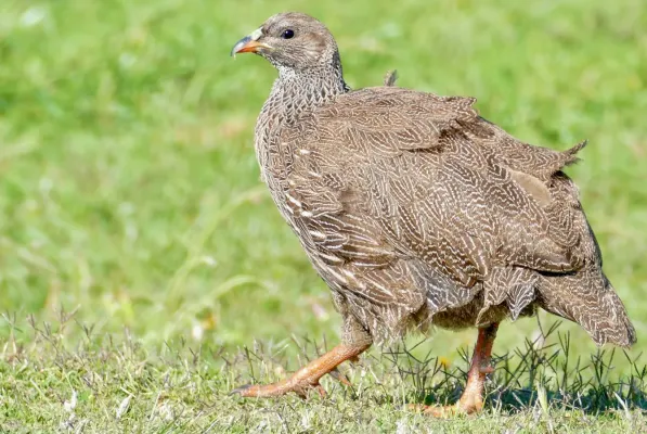 File:Cape Francolin (Pternistis capensis) (51608155789).jpg