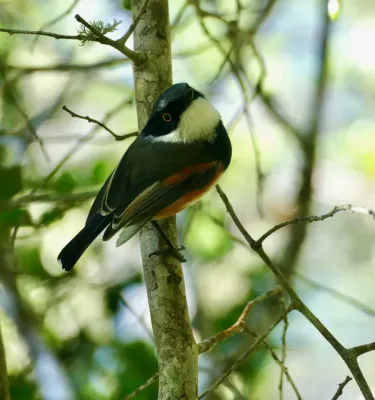 File:Cape Batis (Batis capensis) male ... (51603998755).jpg