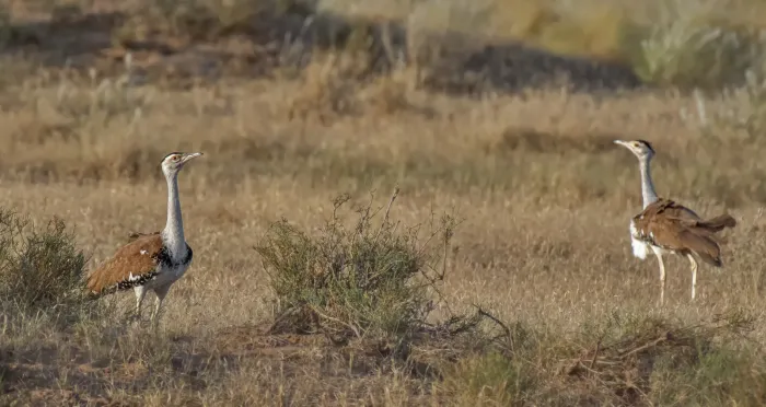 File:The Great Indian Bustard (Ardeotis nigriceps).jpg