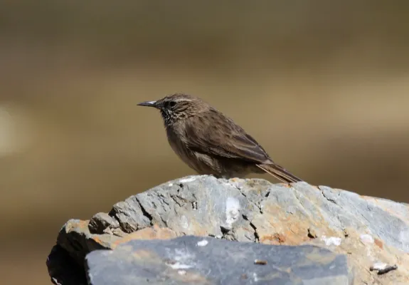 File:Asthenes humilis Peru 1 cropped.jpg