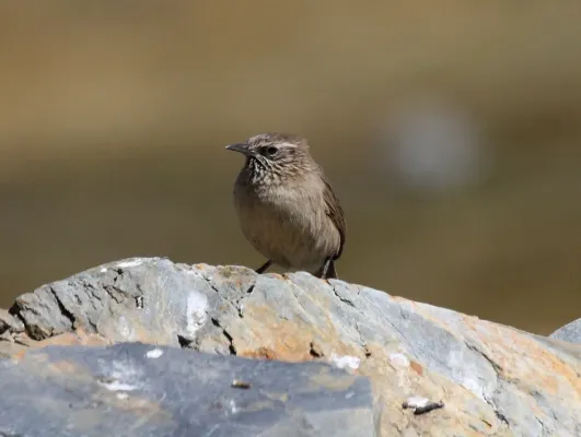 File:Asthenes humilis Peru 2 cropped.jpg