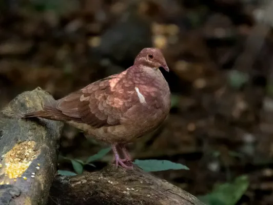 File:Geotrygon montana - Ruddy Quail-Dove, Tremembé, São Paulo, Brazil.jpg