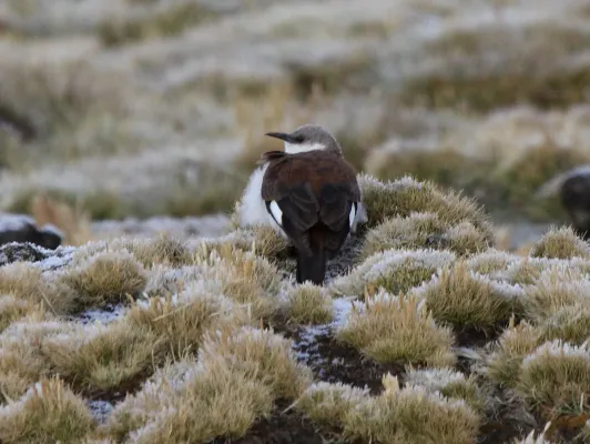 File:Cinclodes palliatus Peru.jpg