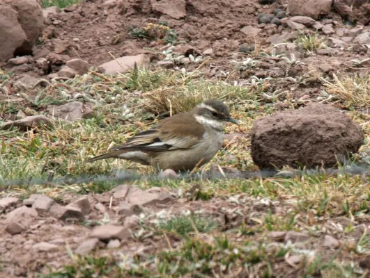 File:Cinclodes fuscus Peru.jpg