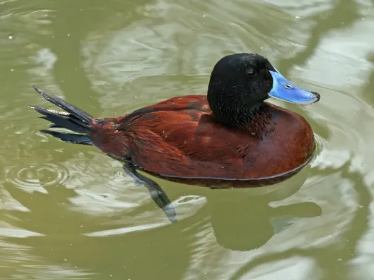 File:Argentine Blue bill (Oxyura vittata) RWD.jpg