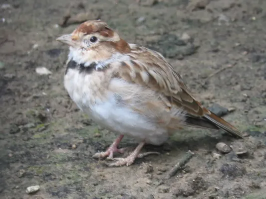 File:Melanocorypha mongolica.jpg