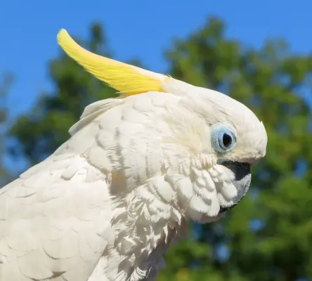 File:Cacatua galerita - Vogelburg Weilrod 01.jpg