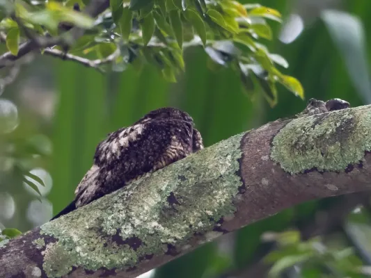 File:Lurocalis semitorquatus - Short-tailed Nighthawk; Botanic Garden, São Paulo, Brazil.jpg