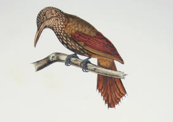 File:Xiphorhynchus ocellatus Castelnau.jpg