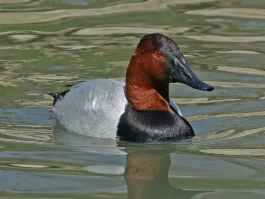 File:Canvasaback (Aythya valisineria) RWD3.jpg