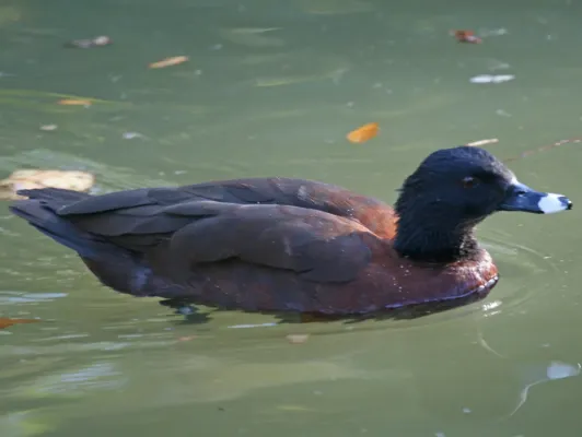 File:Hartlaub's Duck (Pteronetta hartlaubii) RWD.jpg