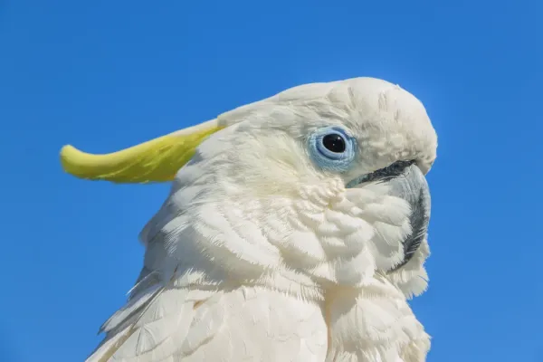 File:Cacatua galerita - Vogelburg Weilrod 02.jpg
