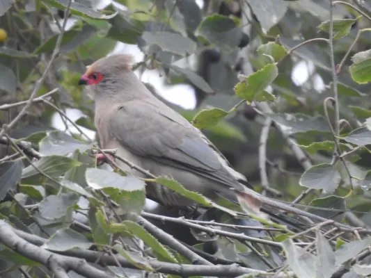 File:Urocolius indicus ssp. transvaalensis.jpg