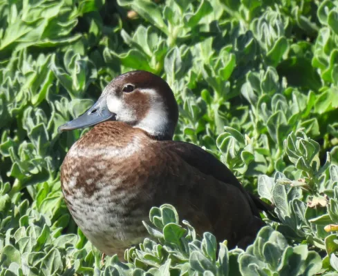 File:Netta erythrophthalma brunnea, female, False Bay Nature Reserve, Cape Town.jpg