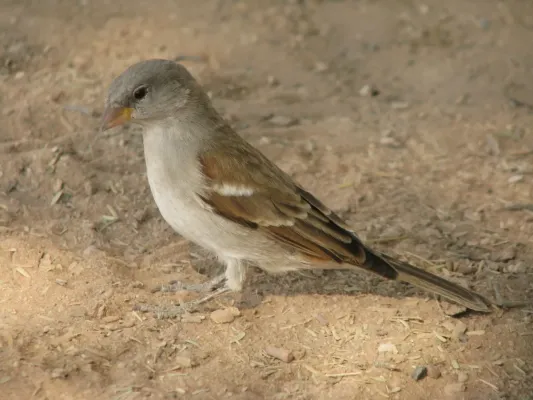 File:Passer diffusus ssp. diffusus.jpg