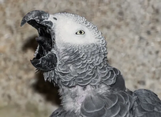 File:Psittacus erithacus - Vogelburg Weilrod 01.jpg