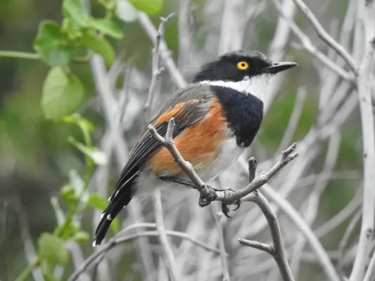 File:Batis capensis ssp. capensis.jpg