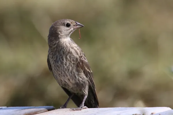 File:Molothrus ater immature CT.jpg