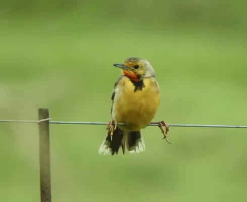File:Macronyx capensis ssp. colletti.jpg