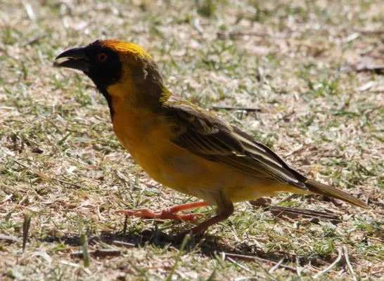 File:Ploceus velatus ssp. velatus.jpg