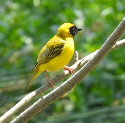 File:Ploceus velatus ssp. tahatali.jpg