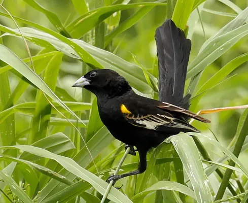 File:Euplectes albonotatus ssp. albonotatus.jpg