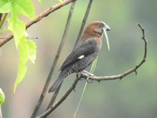File:Amblyospiza albifrons ssp. woltersi.jpg