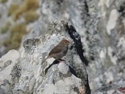 File:Cisticola fulvicapilla ssp. silberbauer.jpg