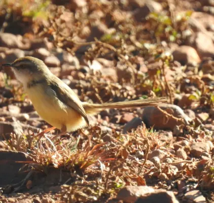 File:Prinia flavicans ssp. nubilosa.jpg