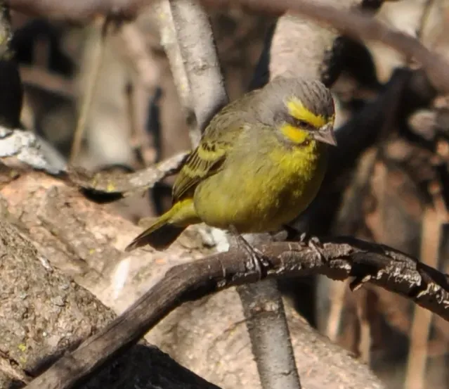 File:Crithagra mozambica ssp. mozambica.jpg