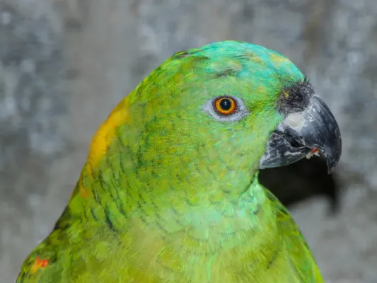 File:Amazona auropalliata - Vogelburg Weilrod 01.jpg