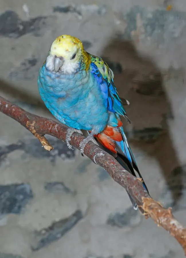File:Platycercus adscitus - Vogelburg Weilrod 01.jpg