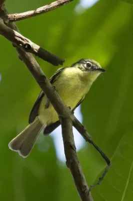 File:Phylloscartes flavovirens - Yellow-green Tyrannulet; Panamá.jpg