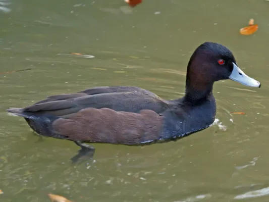File:Southern Pochard (Netta erythrophthalma) RWD1.jpg