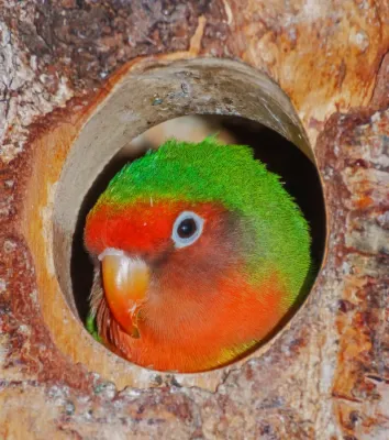 File:Agapornis roseicollis - Vogelburg Weilrod 01.jpg