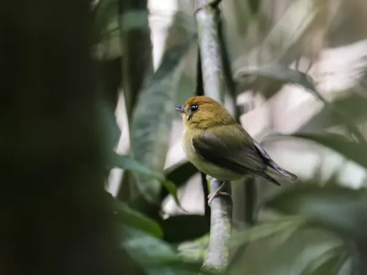 File:Platyrinchus flavigularis - Yellow-throated Spadebill.jpg