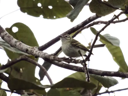 File:Phylloscartes ceciliae - Alagoas Tyrannulet.jpg