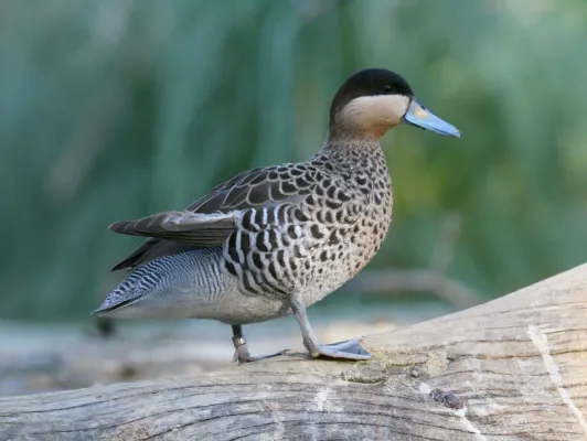 File:Silver Teal (Spatula versicolor) RWD3.jpg